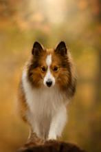 Ter dekking, 75% sheltie, Dieren en Toebehoren, Reu, 1 tot 2 jaar, Eén hond, Nederland