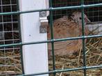 Japanse kwartels, Dieren en Toebehoren, Pluimvee, Meerdere dieren, Overige soorten