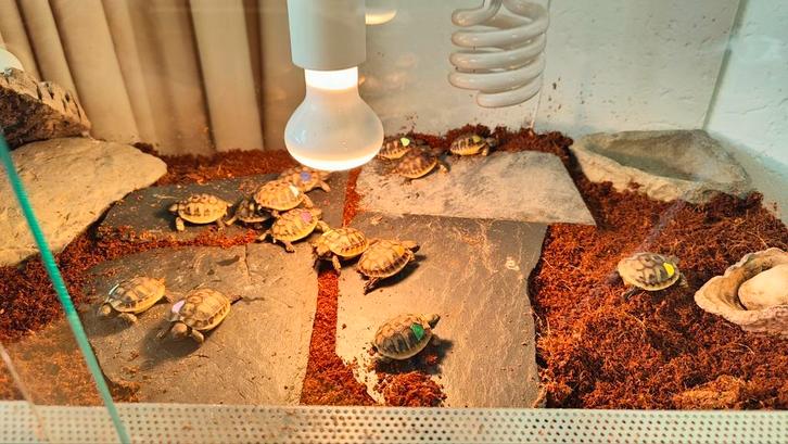 Landschildpadden, Testudo hermanni 'hercegovinensis', Dieren en Toebehoren, Reptielen en Amfibieën, Schildpad, 0 tot 2 jaar