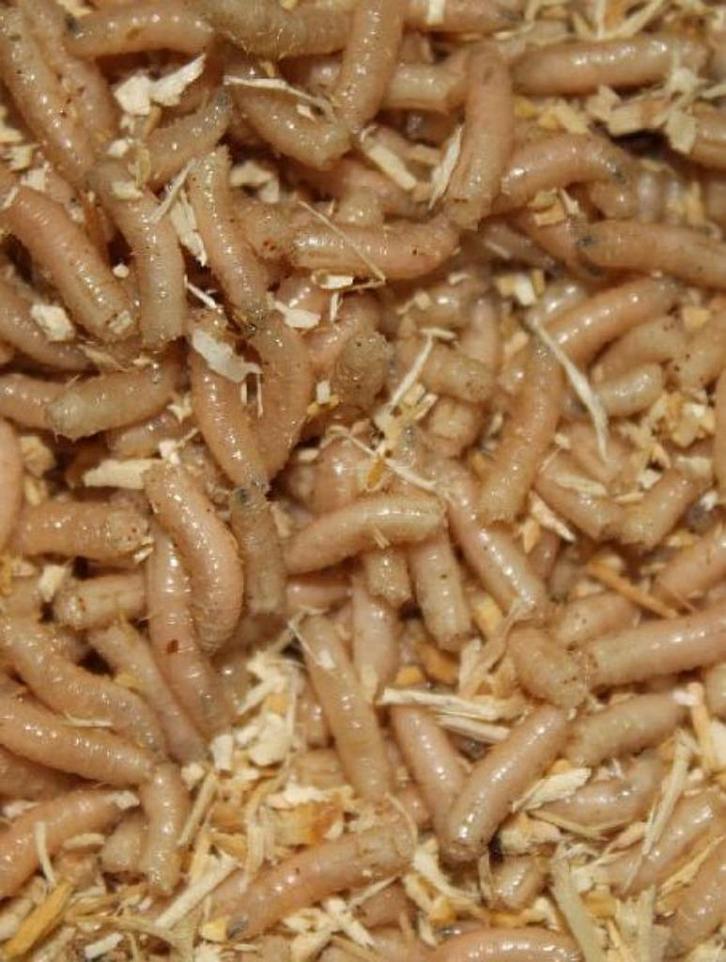 casters, maden, wormen, dauwpieren etc evt per post, Watersport en Boten, Hengelsport | Algemeen, Nieuw, Ophalen of Verzenden