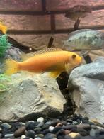 Gele Malawi cichlide (Labidochromis caeruleus) ruilen/kopen, Dieren en Toebehoren, Vissen | Aquariumvissen, Vis