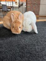 2 lieve konijntjes, Dieren en Toebehoren, Knaagdieren, Meerdere dieren, Overige typen, Tam