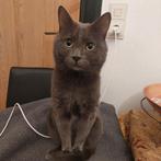 Smart, Playful & Loving Russian kat – Looking for a home, Poes, Ontwormd, 0 tot 2 jaar