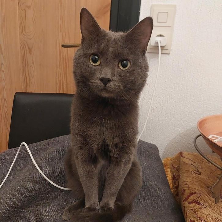 Smart, Playful & Loving Russian kat – Looking for a home, Dieren en Toebehoren, Katten en Kittens | Raskatten | Korthaar, Poes
