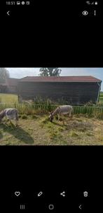 Te koop 13 jarige drachtige Amerikaanse mini ezel met stambo, Dieren en Toebehoren, April, Vrouwelijk