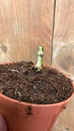 Monstera adansonii variegata stek wetstick stick albo plant, Huis en Inrichting, Kamerplanten, Overige soorten, Minder dan 100 cm