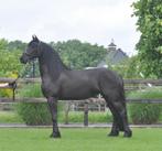 drachtige friese merrie V Alwin, Dieren en Toebehoren, Paarden, Merrie, B, Gechipt, Dressuurpaard