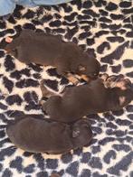 Pomeriaan/dwergkees pups, Dieren en Toebehoren, Honden | Chihuahua's en Gezelschapshonden, 8 tot 15 weken, Meerdere, Nederland