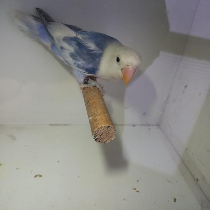 Fischeri, Dieren en Toebehoren, Vogels | Parkieten en Papegaaien, Dwergpapegaai of Agapornis, Geslacht onbekend, Geringd