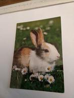 KONIJN, Ophalen of Verzenden, 1980 tot heden, Natuur