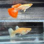 ️ ❤️💛Albino Platinium Red Tail️ Elephant Ear Guppen guppy, Dieren en Toebehoren, Vis