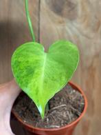 Monstera deliciosa variegata plant aurea yellow lime large, Ophalen of Verzenden, Overige soorten, Minder dan 100 cm