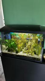Aqarium te koop, Ophalen, Zo goed als nieuw