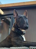 Oppas Gezocht voor onze lieve Mini Bull Terrier, Ophalen of Verzenden