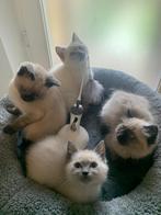 NOG 1 KITTEN OVER- BIEDEN, Dieren en Toebehoren, Katten en Kittens | Raskatten | Korthaar, Meerdere dieren