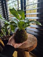 Nestvaren mosbol, Overige soorten, Minder dan 100 cm, Groene kamerplant, Halfschaduw