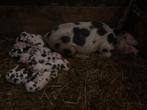 bonte bentheimer biggen mogen vanaf 28 febr. weg, Meerdere dieren, Varken, 0 tot 2 jaar