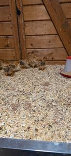 Prachtige New Hampshire groot  kuikens, Dieren en Toebehoren, Pluimvee, Vrouwelijk, Kip