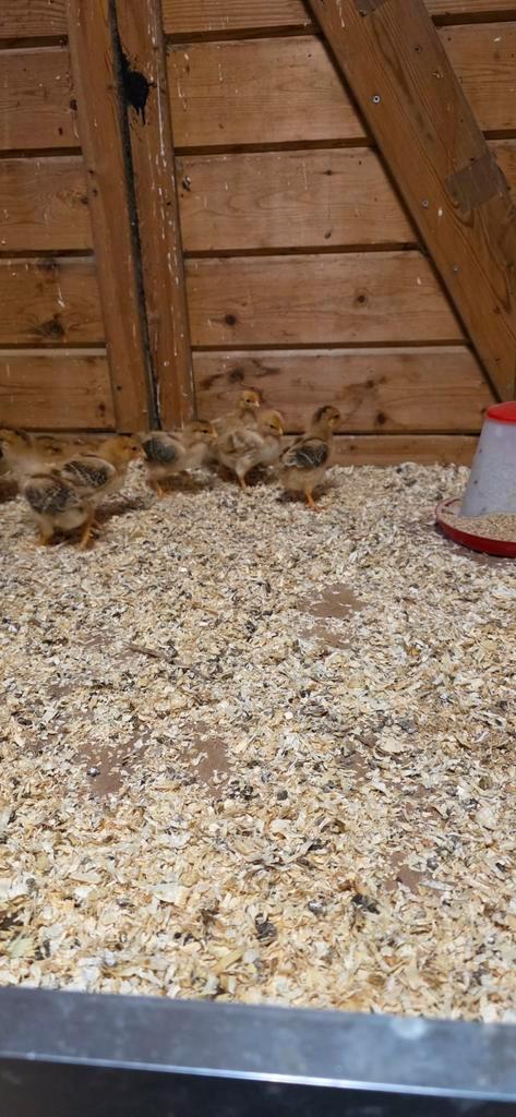 Prachtige New Hampshire groot  kuikens, Dieren en Toebehoren, Pluimvee, Kip, Vrouwelijk