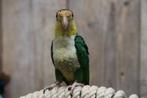Baby Caique´s | Roestkop | getest | Handtam | Speels, Meerdere dieren, Papegaai, Pratend