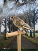 Kruising europese kanarie x jaspis kanarie, Mannelijk, Wildzangvogel, Geringd