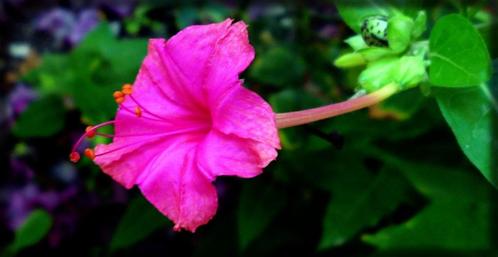 Mirabilis jalapa NACHTSCHONE (hardroze) Nieuw Zaad 2023 The, Tuin en Terras, Bloembollen en Zaden, Zaad, Voorjaar, Volle zon, Verzenden