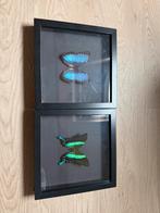 Vlinder preparaten / opgezette vlinders / insecten, Ophalen of Verzenden, Zo goed als nieuw, Hout, Minder dan 50 cm