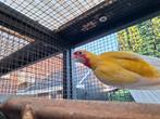 Mooie pennant rosella  man Geel pastel, Dieren en Toebehoren, Mannelijk, Parkiet, Geringd