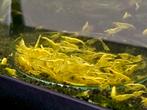 Yellow fire neon backstripe garnalen, Dieren en Toebehoren, Kreeft, Krab of Garnaal