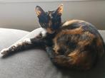 Poes zoekt rustig huisje., Dieren en Toebehoren, Katten en Kittens | Overige Katten, Poes, Kortharig, 6 jaar of ouder