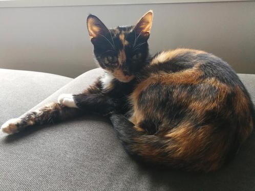 Poes zoekt rustig huisje., Dieren en Toebehoren, Katten en Kittens | Overige Katten, Kortharig, Poes, 6 jaar of ouder