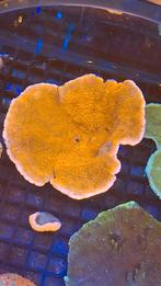 Rode montipora koraal Zeewater aquarium, Dieren en Toebehoren, Vissen | Aquariumvissen, Overige typen, Zoutwatervis
