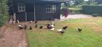 Jonge wyandotte gratis, Dieren en Toebehoren, Pluimvee