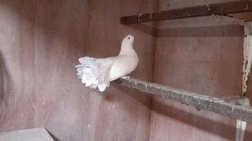 Tekoop pauwstaart man beschikbaar voor biedingen