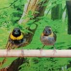 Cubavinken geslacht onbekend., Dieren en Toebehoren, Vogels | Overige Vogels, Meerdere dieren, Tropenvogel