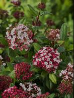 Vibernum tinus | struiken | planten, Ophalen, Overige soorten