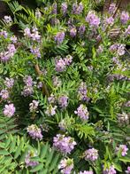 Zoethout plantjes, Ophalen of Verzenden, Zomer, Overige soorten, Volle zon