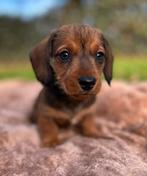 Dwergteckel ruw x gladhaar pups, Dieren en Toebehoren, Honden | Teckels en Dashonden, Parvo, Reu, 8 tot 15 weken, Dwerg