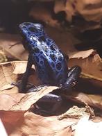 Dendrobates tinctorius ‘Azureus’, Dieren en Toebehoren, Reptielen en Amfibieën, Amfibie, 3 tot 6 jaar
