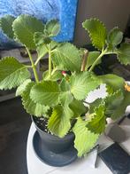 Broad leaf thyme Trinidad and Tobago🇹🇹 Caribbean herb., Tuin en Terras, Planten | Tuinplanten, Ophalen of Verzenden, Zomer, Volle zon