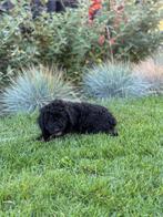 Prachtige mini labradoodle sheltiedoodle reutje te koop, Dieren en Toebehoren, Honden | Niet-rashonden, Reu, CDV (hondenziekte)
