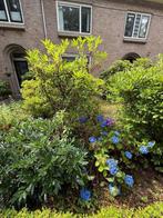 Planten gratis ophalen, Tuin en Terras, Planten | Tuinplanten, Vaste plant, Halfschaduw, Zomer, Ophalen