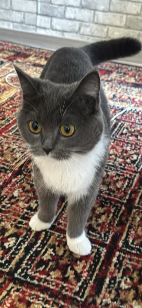 Britse korte haar, Dieren en Toebehoren, Katten en Kittens | Raskatten | Korthaar, Poes