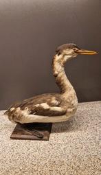 Opgezette Fuut - taxidermie watervogel, Ophalen, Gebruikt, Vogel, Opgezet dier