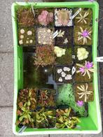 Diverse vleesetendeplanten, Ophalen, Zomer, Volle zon