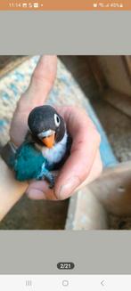 Baby dwergpapagaaien voor handtam, Geslacht onbekend, Dwergpapegaai of Agapornis