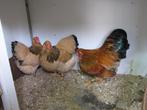 Wyandotte kriel hennen 8 weken oud, Vrouwelijk, Kip