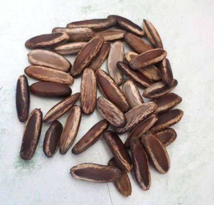 Flamboyant (Delonix Regia) zaden, Tuin en Terras, Bloembollen en Zaden, Zaad, Voorjaar, Volle zon, Ophalen of Verzenden