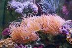 Anemoon te koop met steen., Dieren en Toebehoren, Ophalen, Plant(en), Steen of Hout