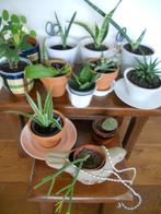 12 x vetplant / cactus + bloempotten, Huis en Inrichting, Kamerplanten, Ophalen, Vetplant, In pot, Minder dan 100 cm